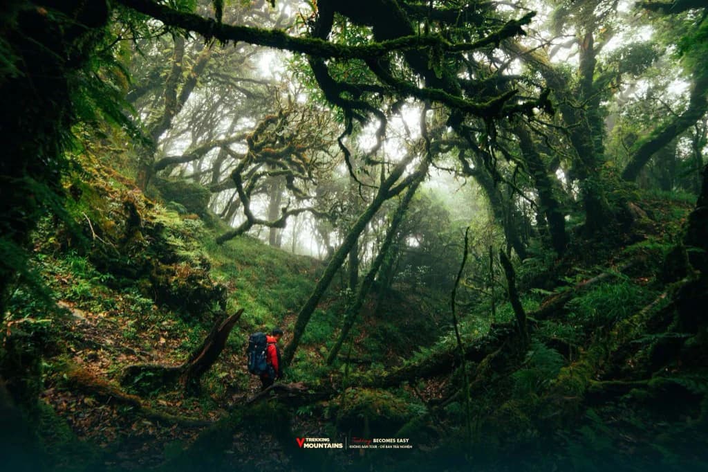 Trekking Sa Mu 2.756m: Lạc vào rừng rêu cổ tích giữa Tà Xùa